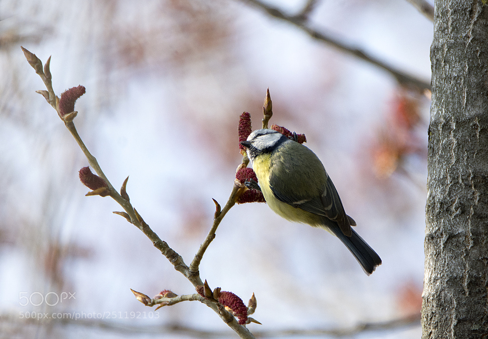Nikon D7100 sample photo. Tit photography