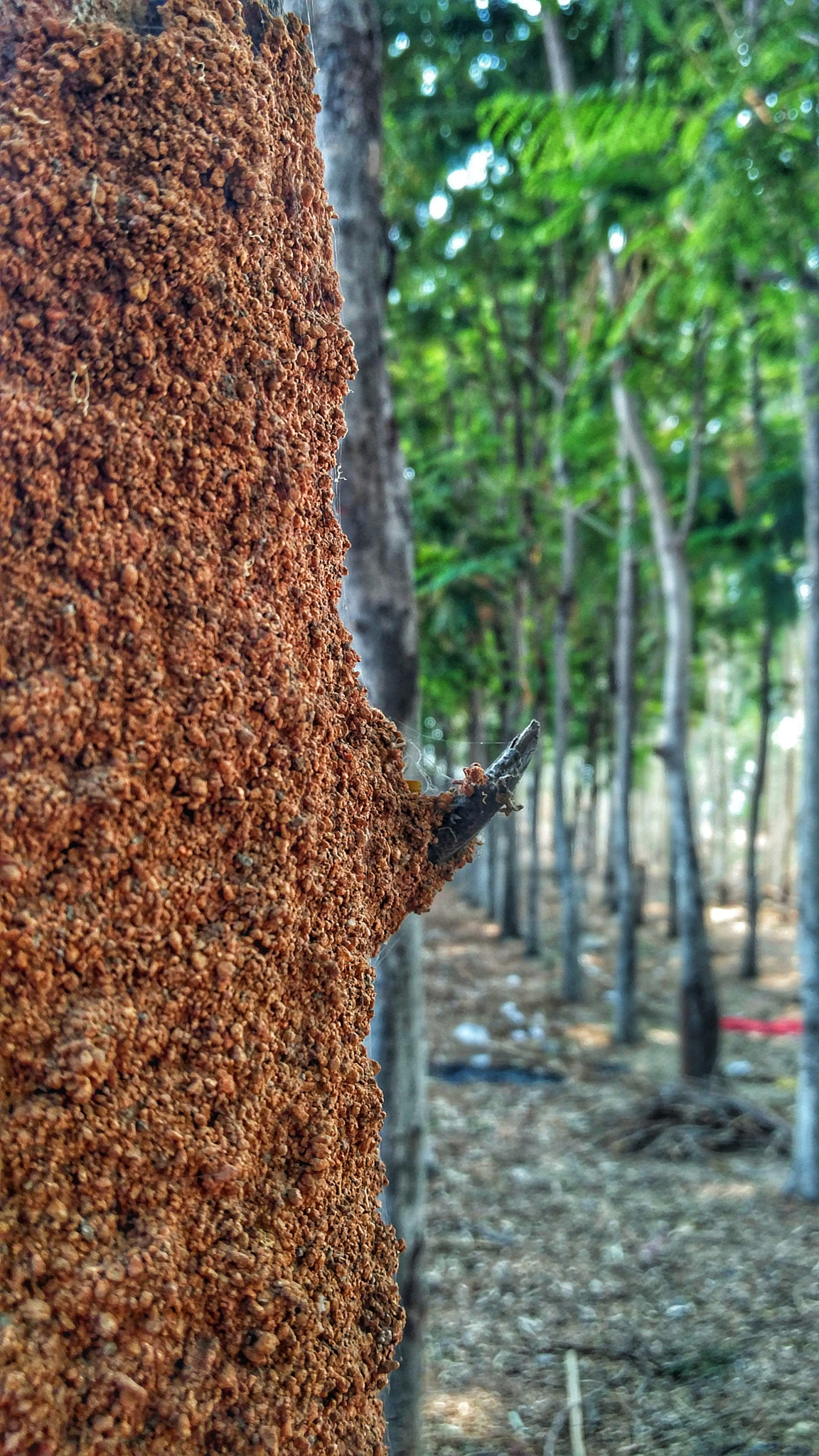 OnePlus 2 sample photo. Tree ( a innocent soul) photography