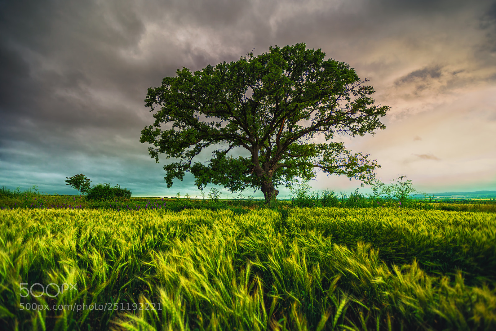 Sony a7R II sample photo. Tree in the field photography