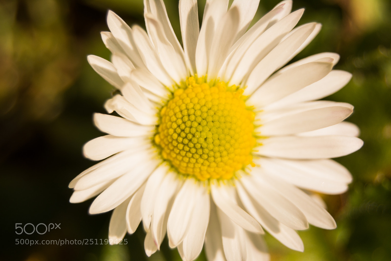 Nikon D5200 sample photo. Daisy photography