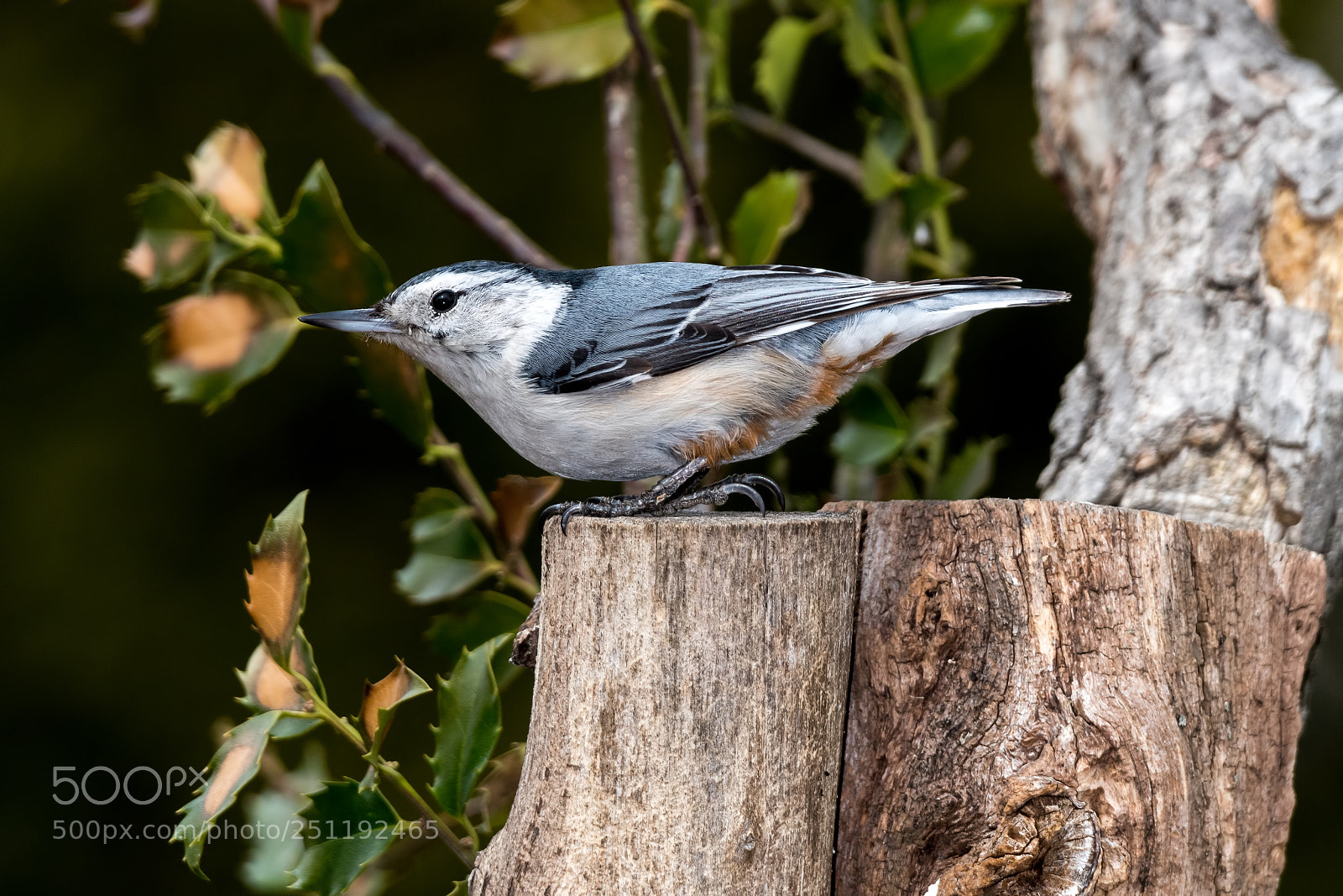 Nikon D850 sample photo. White-breasted nuthatch photography