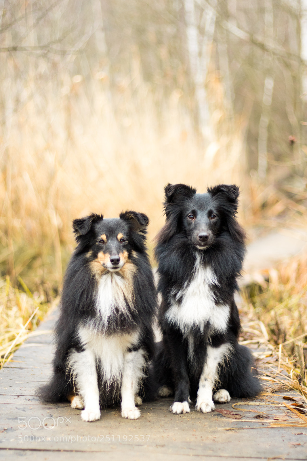 Canon EOS 7D Mark II sample photo. Best friends ii. photography