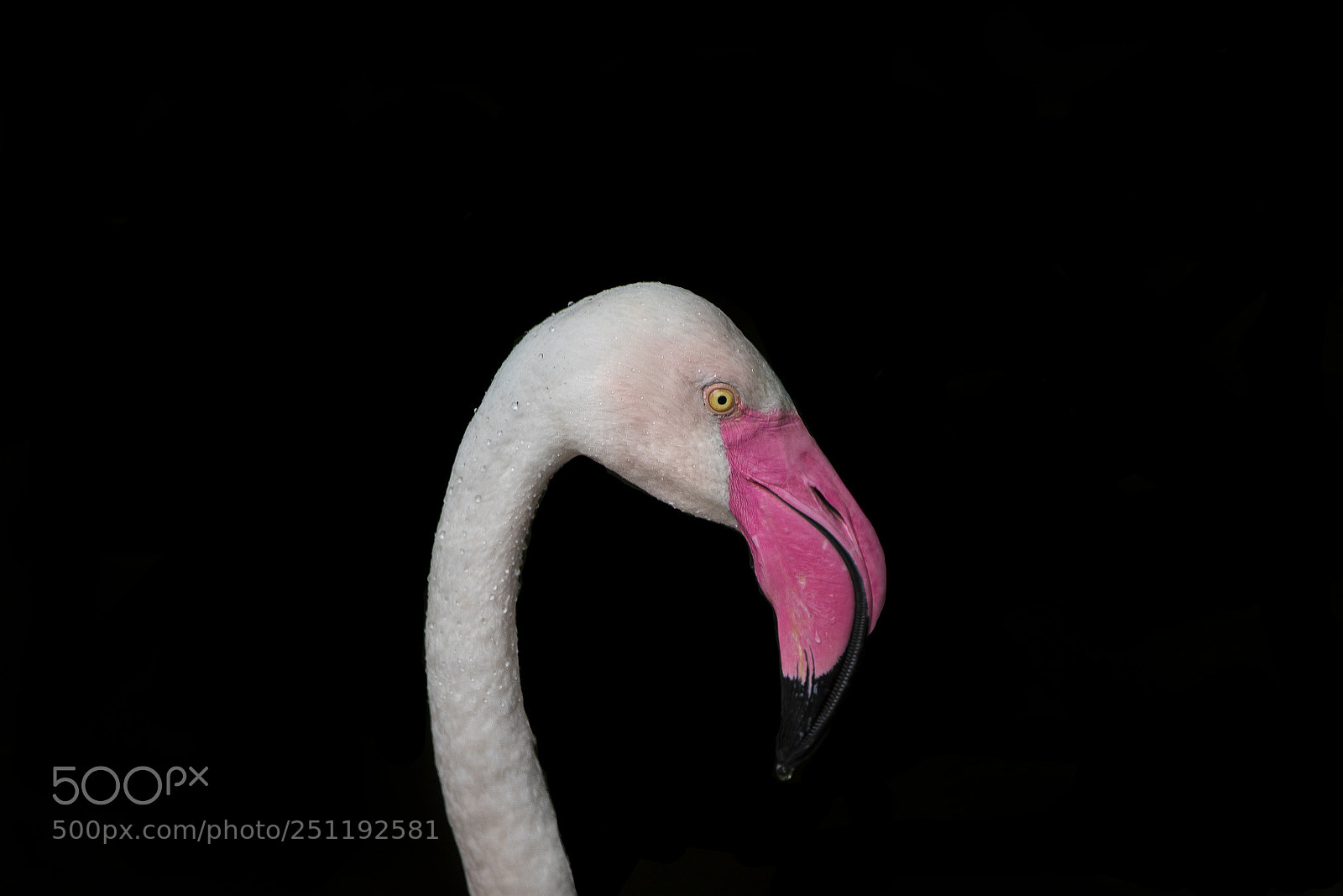 Canon EOS 7D Mark II sample photo. Phoenicopterus roseus photography