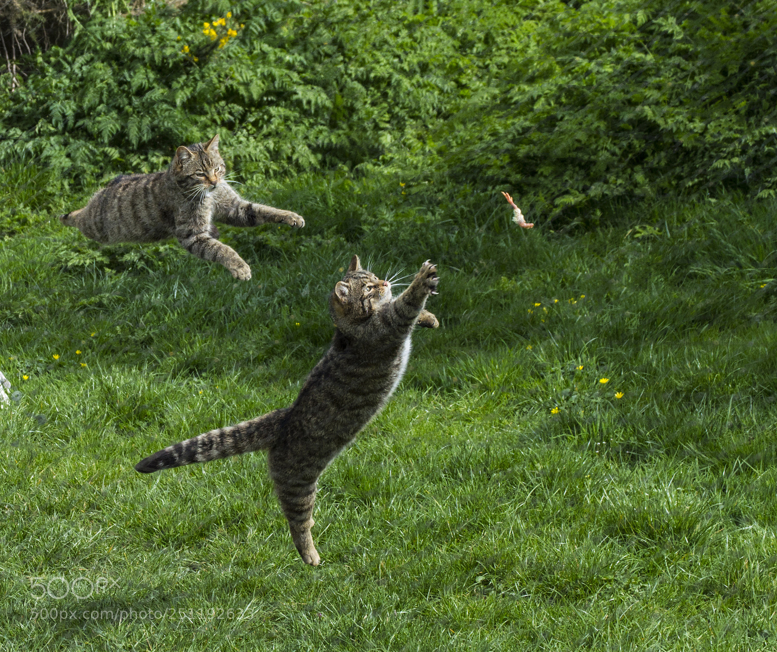 Nikon D3200 sample photo. Jumping cats photography