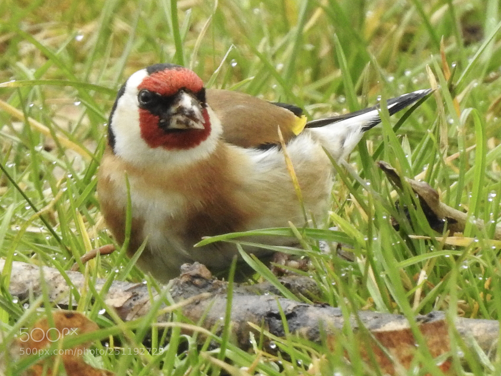 Nikon Coolpix P900 sample photo. Goldfinch is eating in photography