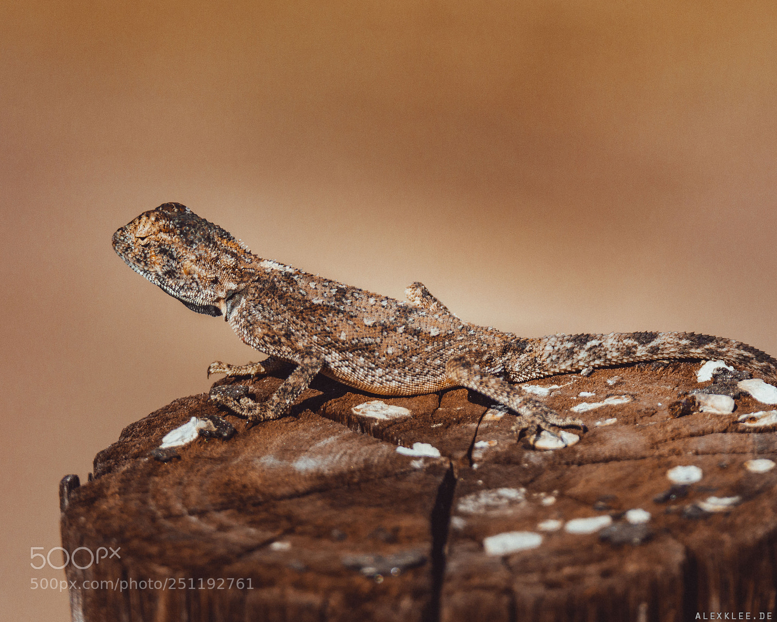 Canon EOS 7D Mark II sample photo. Another reptile in namibia photography