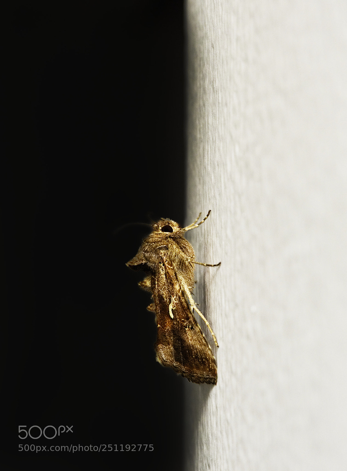 Olympus OM-D E-M10 II sample photo. Moth photography