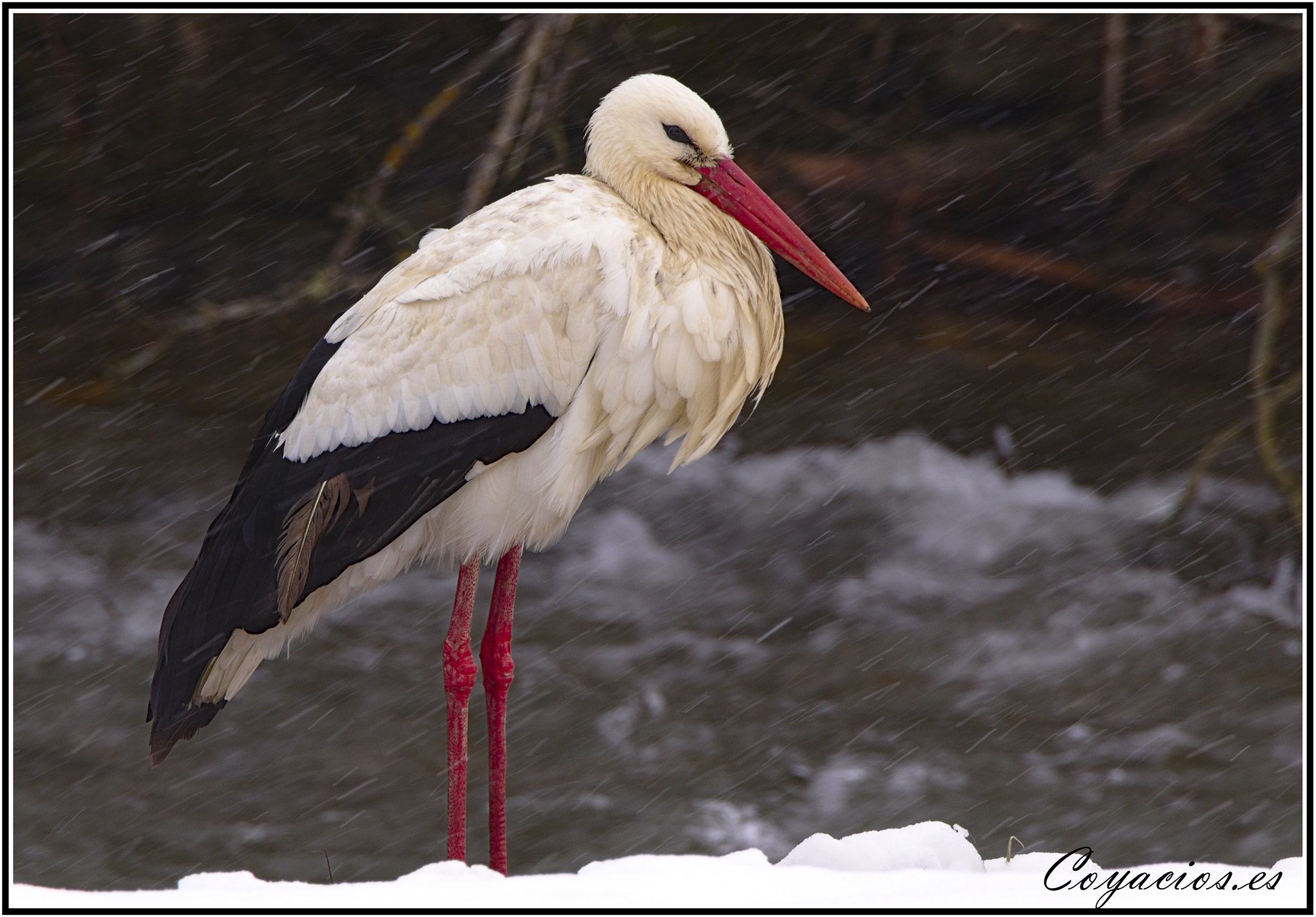 Canon EOS 7D Mark II sample photo. Cigüeña blanca (ciconia ciconia) photography