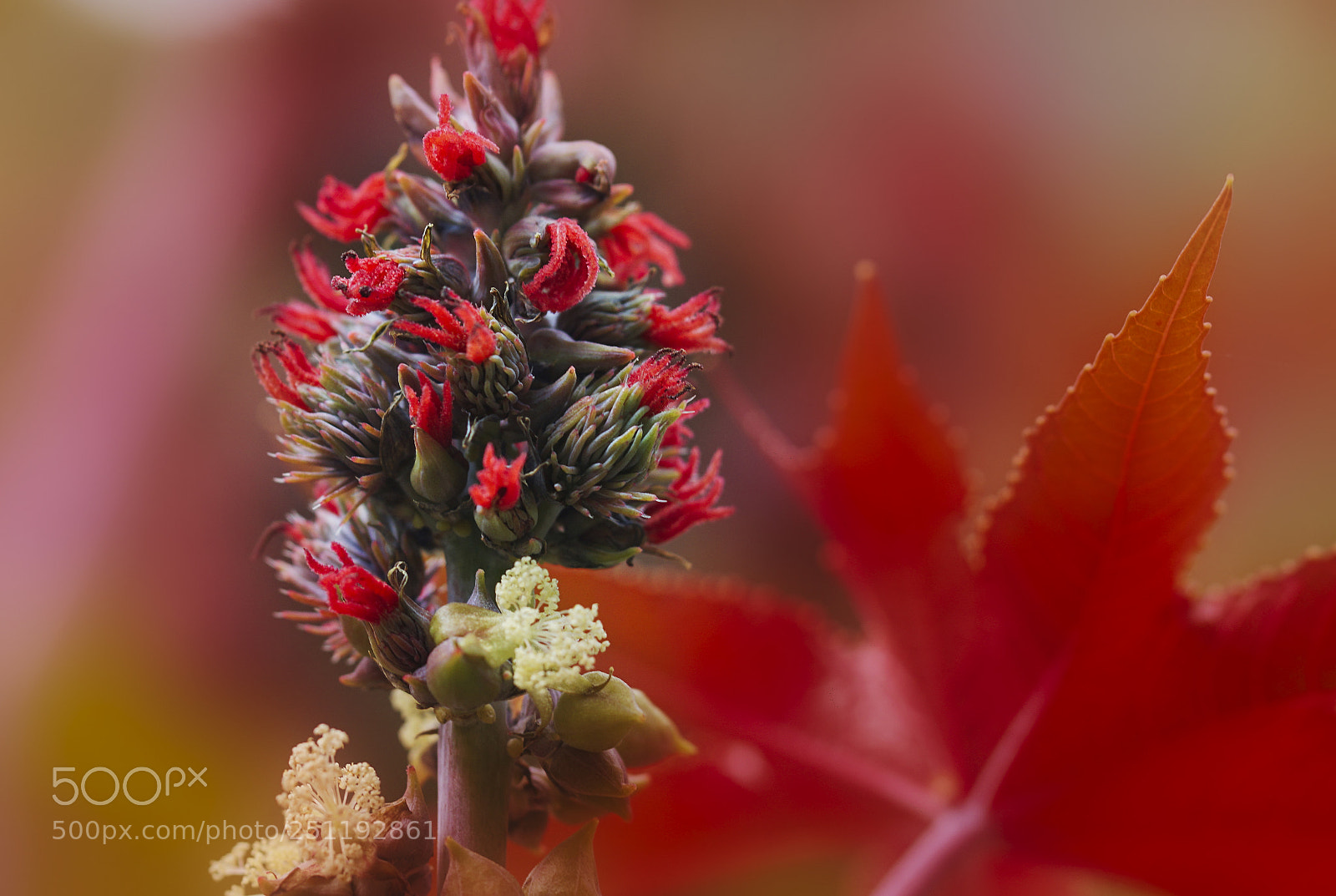 Sony ILCA-77M2 sample photo. Rizinus photography