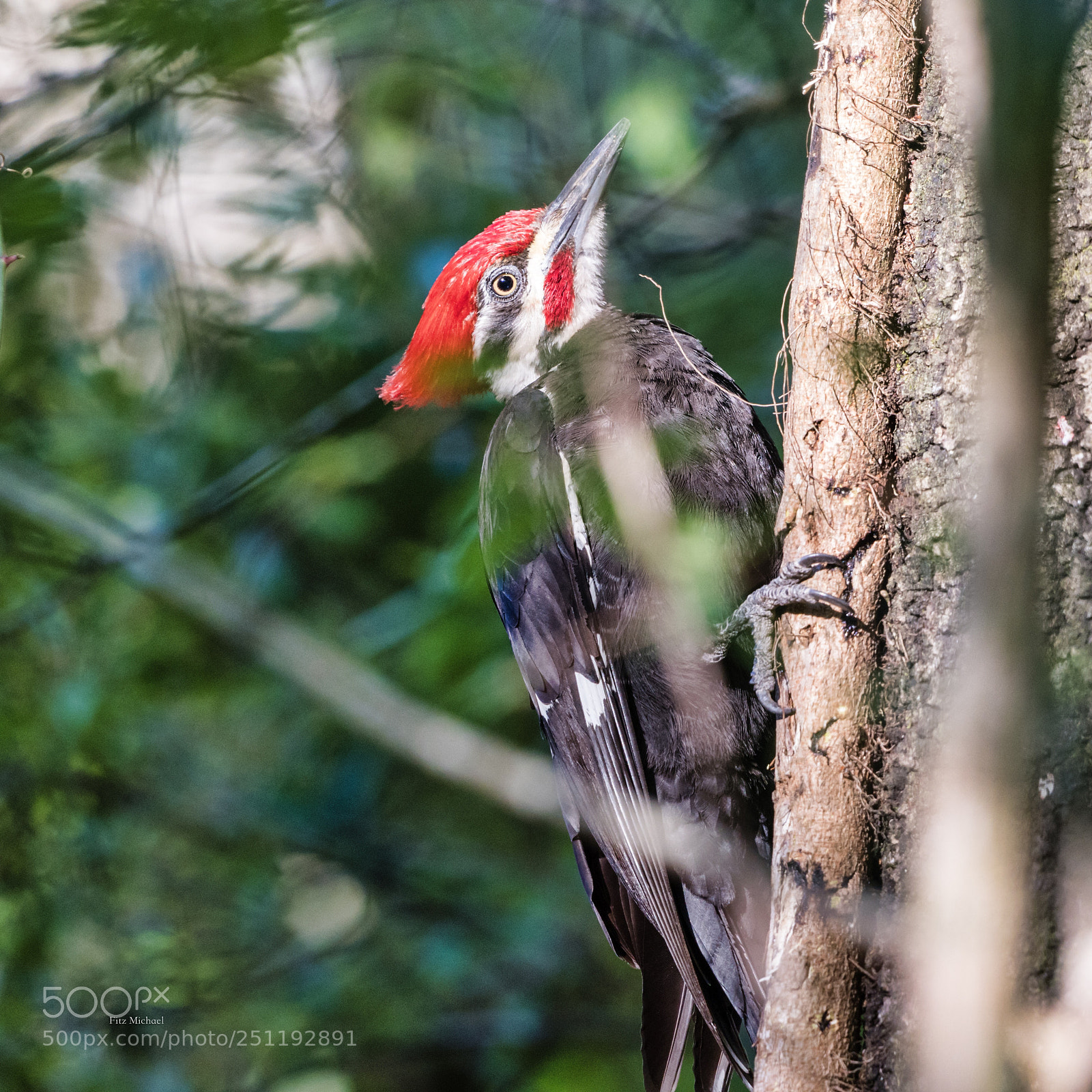 Sony a7R III sample photo. Woodpecker  photography