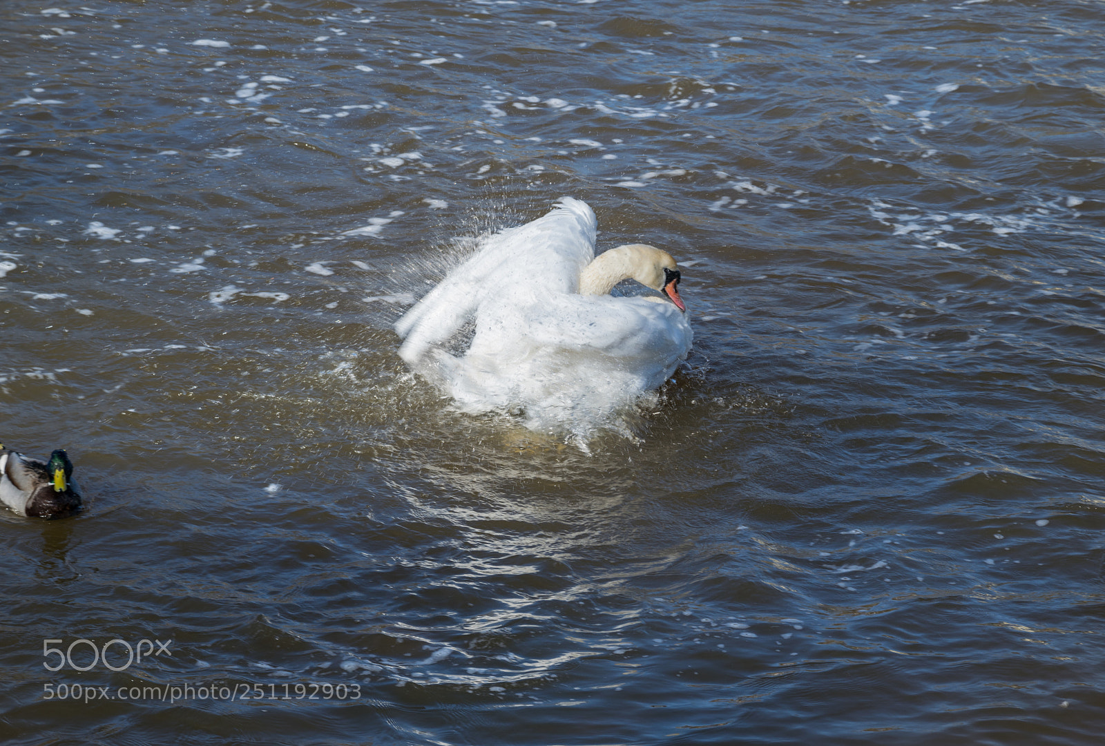 Nikon D3300 sample photo. Bathing swan photography