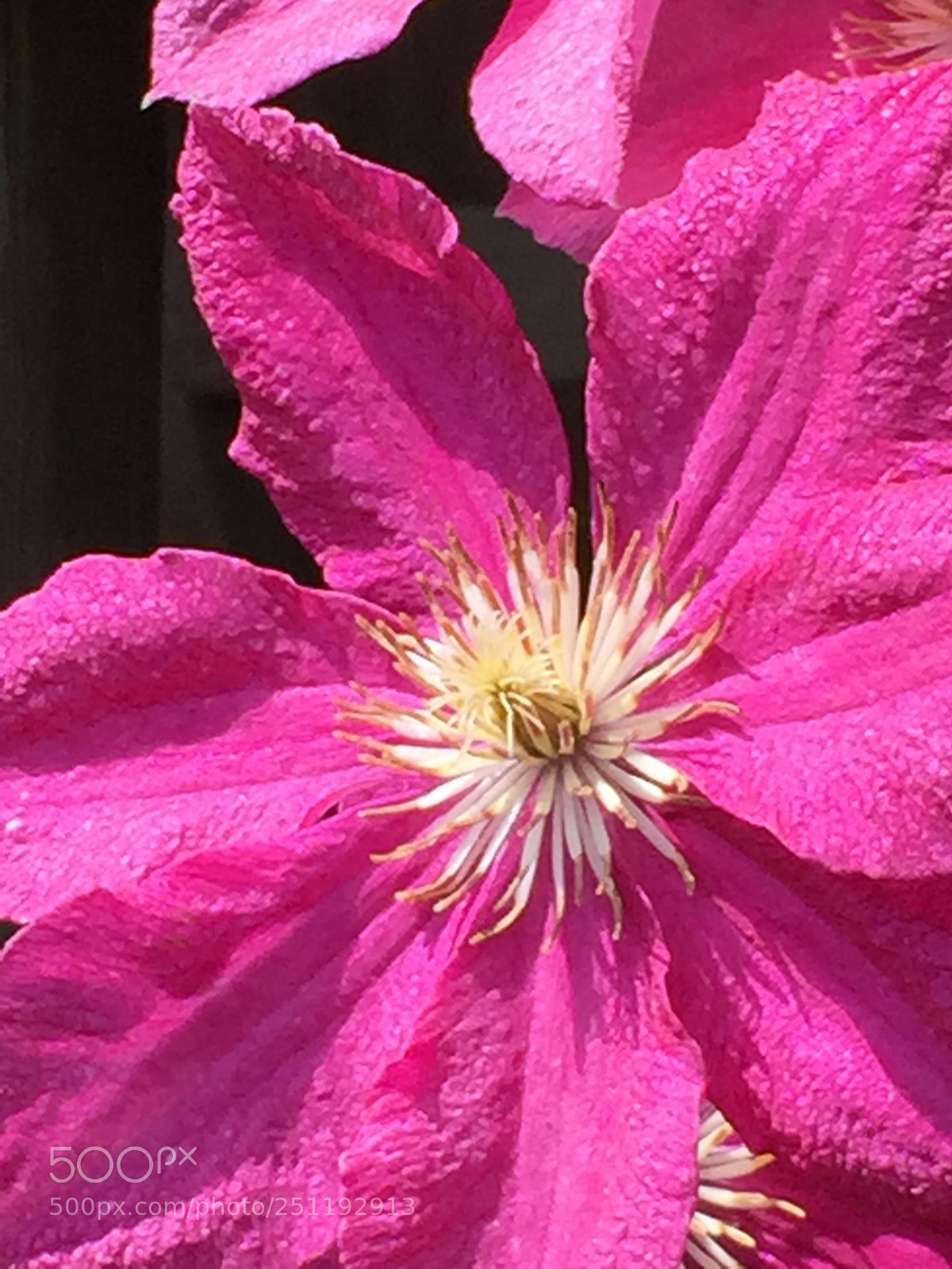 Apple iPhone 6 sample photo. Clematis flowers in my photography