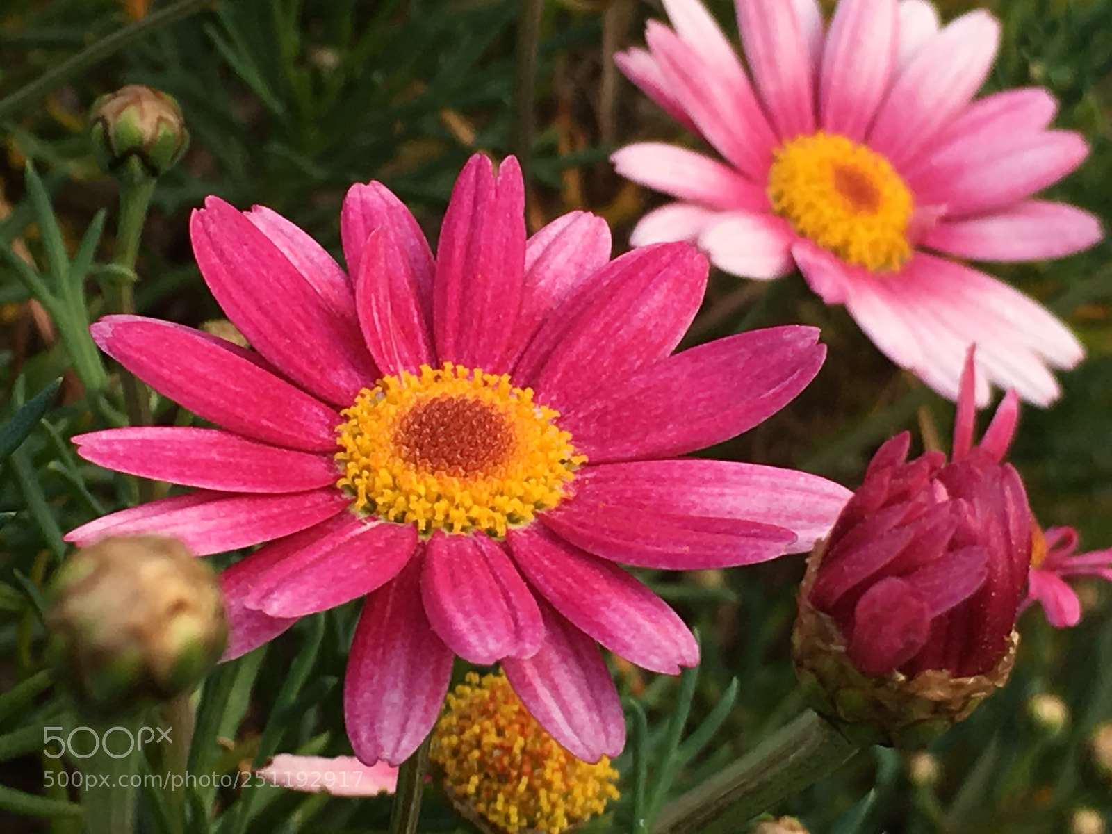 Apple iPhone 6s Plus sample photo. Spring2018 flowers photography