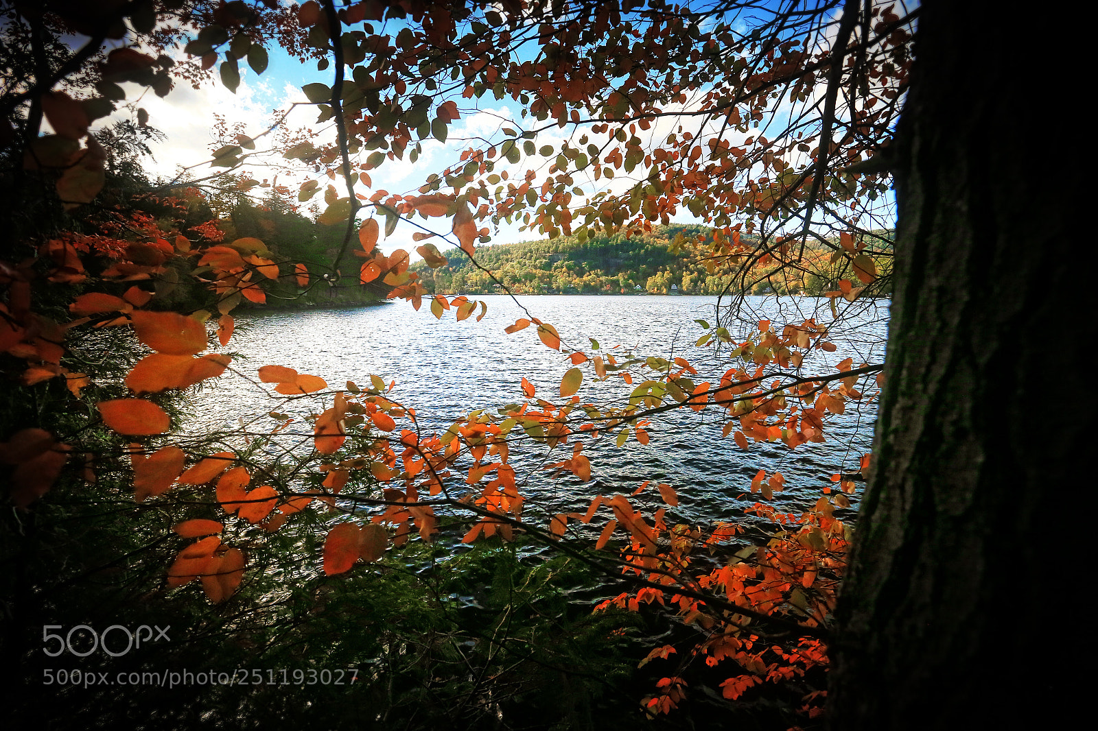 Canon EOS-1D X sample photo. Fall view photography