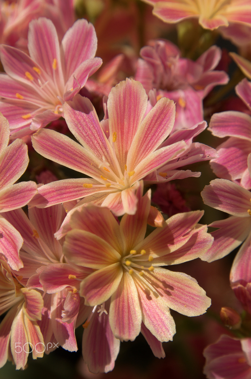 Nikon D300 sample photo. Lewisia cotyledon photography