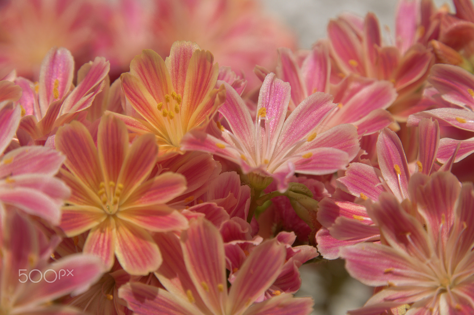 Nikon D300 sample photo. Lewisia cotyledon photography