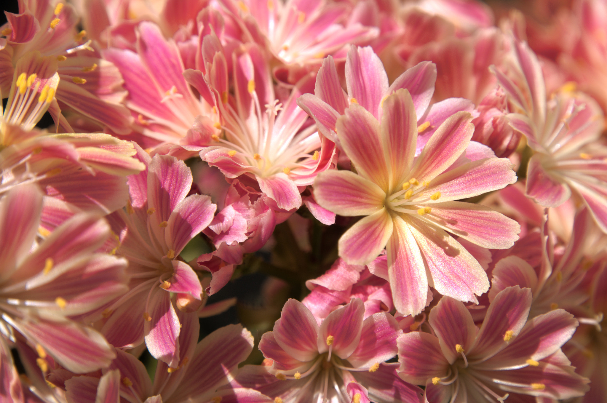 Nikon D300 sample photo. Lewisia cotyledon photography