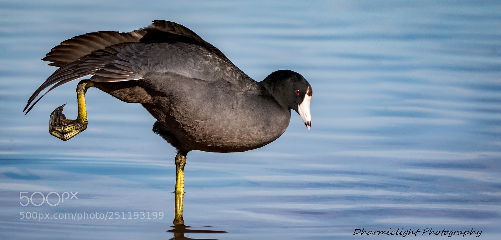 Canon EOS 7D Mark II sample photo. Mastering the coot pose photography