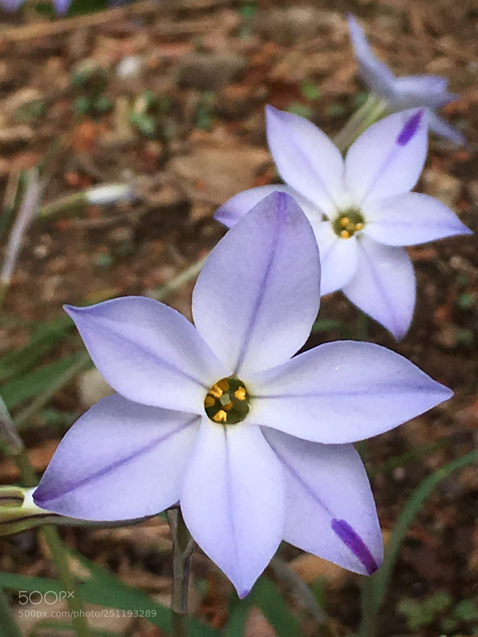 Apple iPhone 6s Plus sample photo. Spring2018 flowers photography