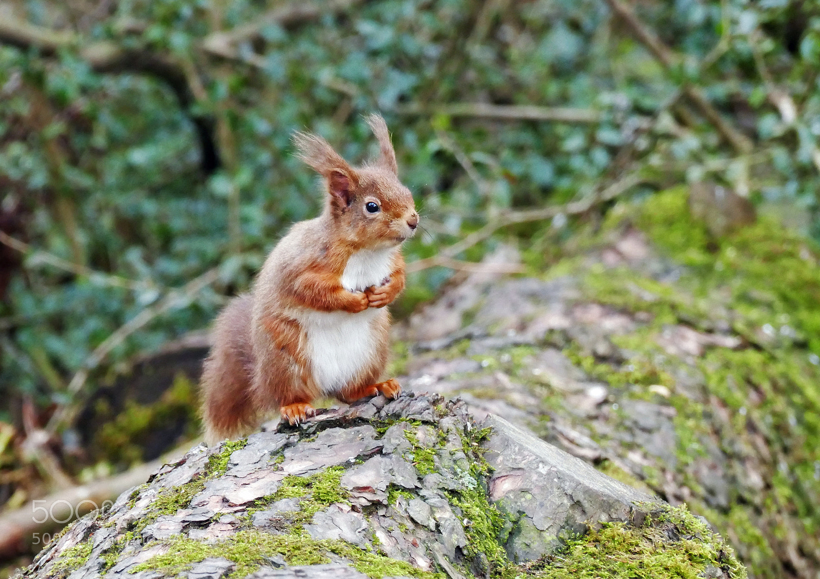 Panasonic Lumix DMC-FZ1000 sample photo. Red squirrel photography