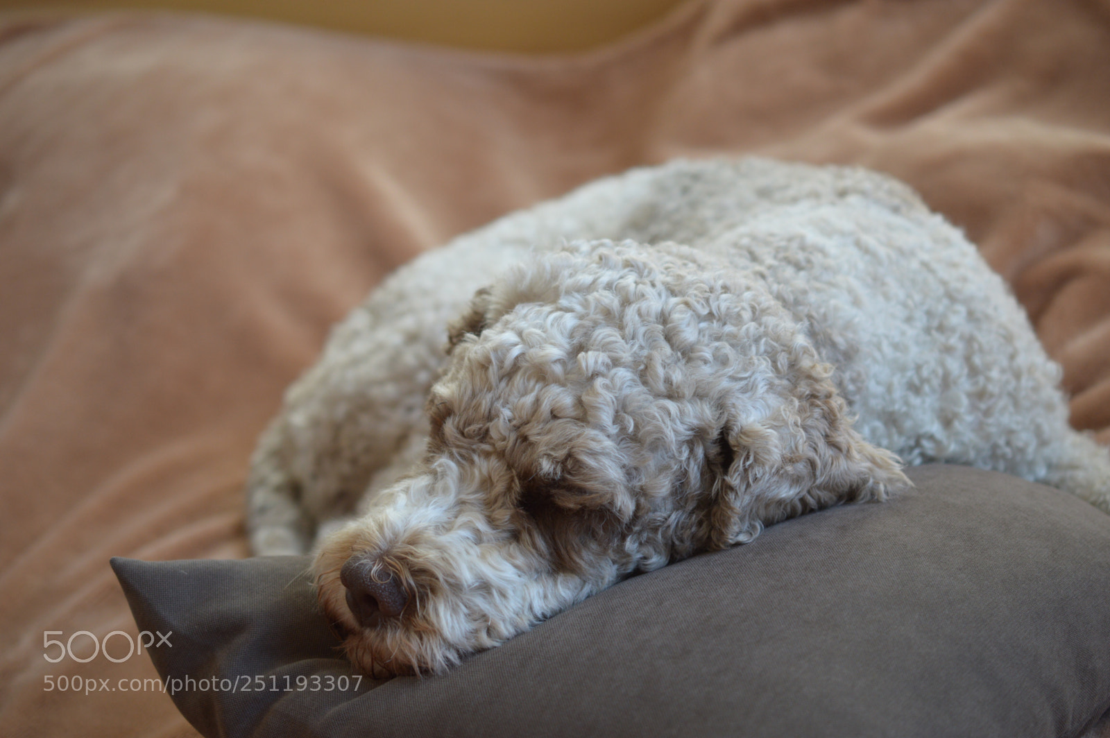 Nikon D3200 sample photo. I am so tired photography