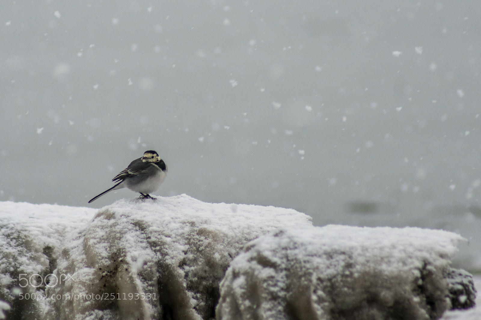 Sony ILCA-77M2 sample photo. Motacilla alba alba photography