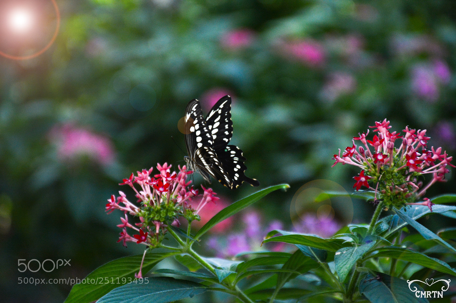 Nikon D7100 sample photo. Flower butterfly photography