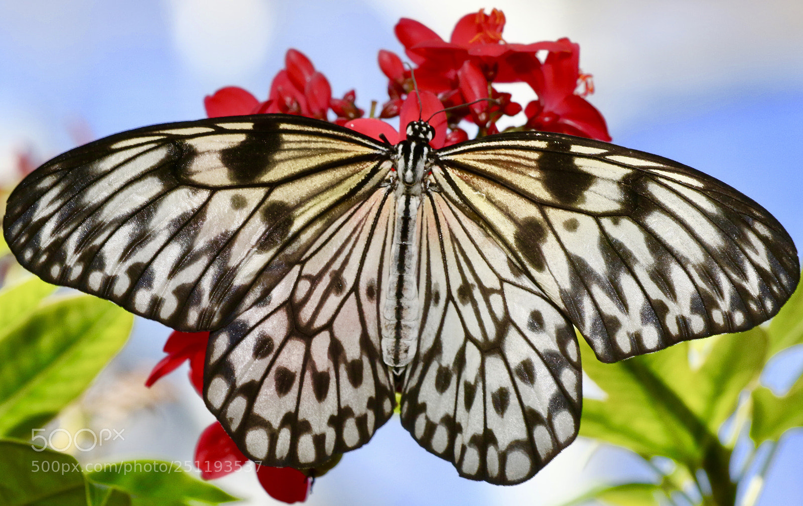 Canon EOS 7D Mark II sample photo. Paper  kite photography