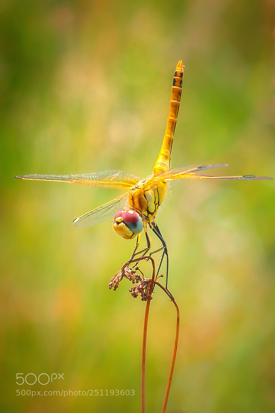 Canon EOS 7D Mark II sample photo. Windy balance photography