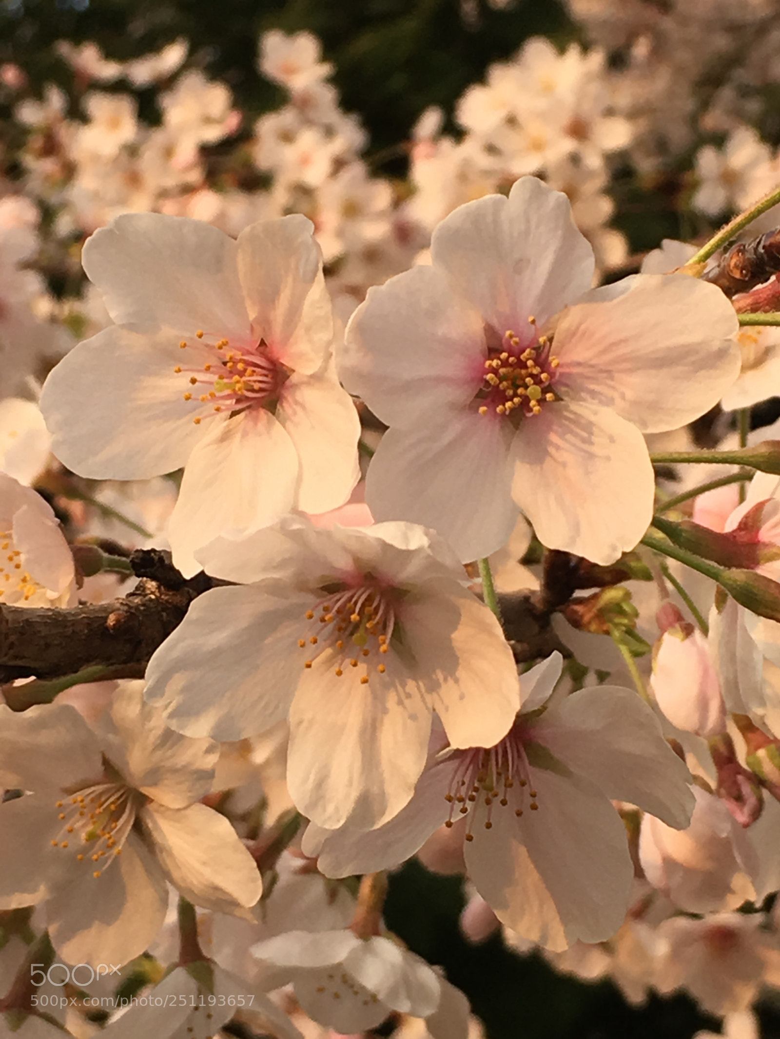 Apple iPhone 6s Plus sample photo. Spring2018 flowers photography