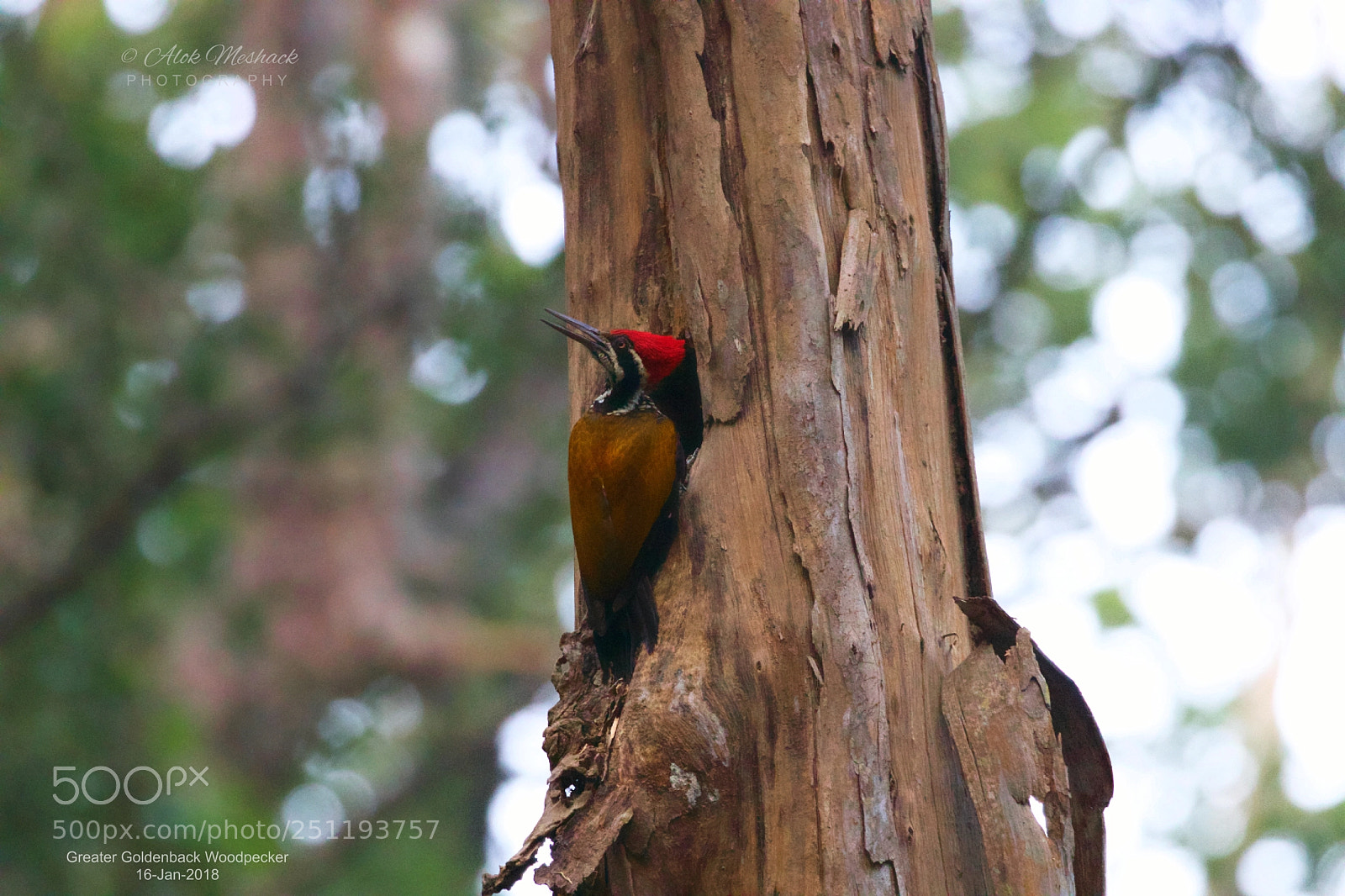 Canon EOS 80D sample photo. A greater goldenback also photography