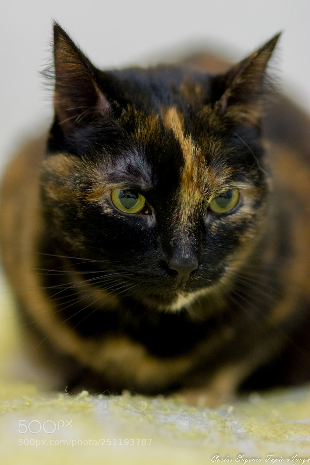 Nikon D7100 sample photo. Quorra photography