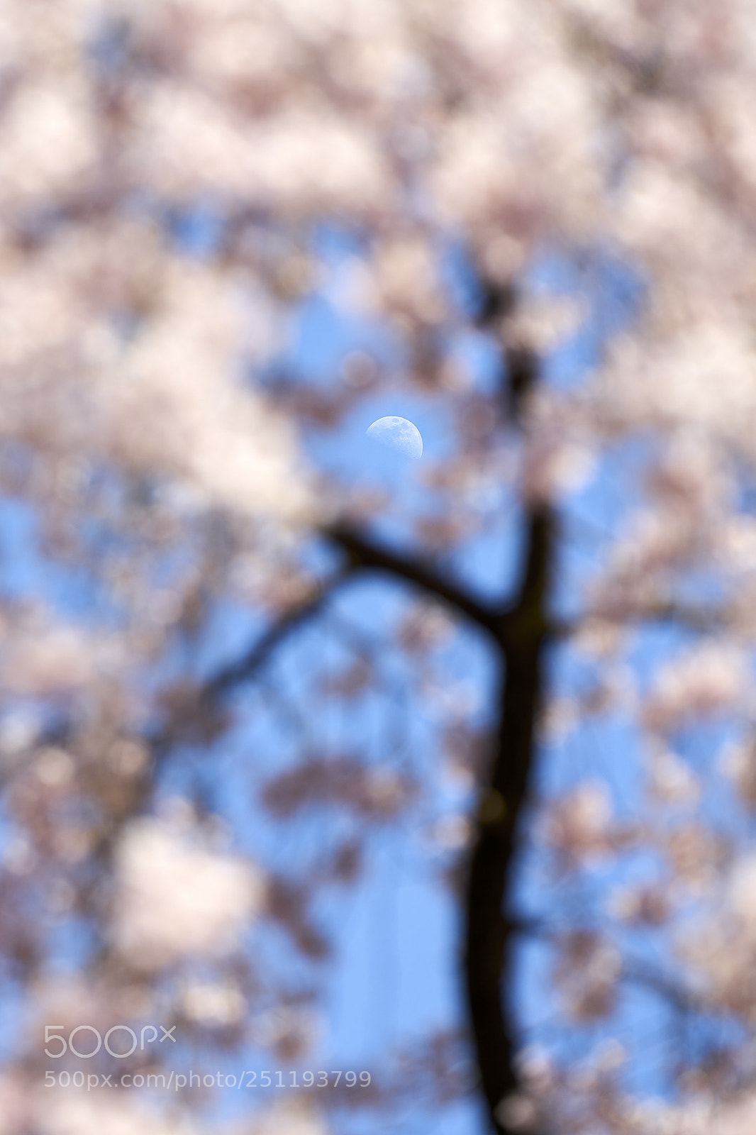 Sony a7R II sample photo. Moon growing on cherry photography
