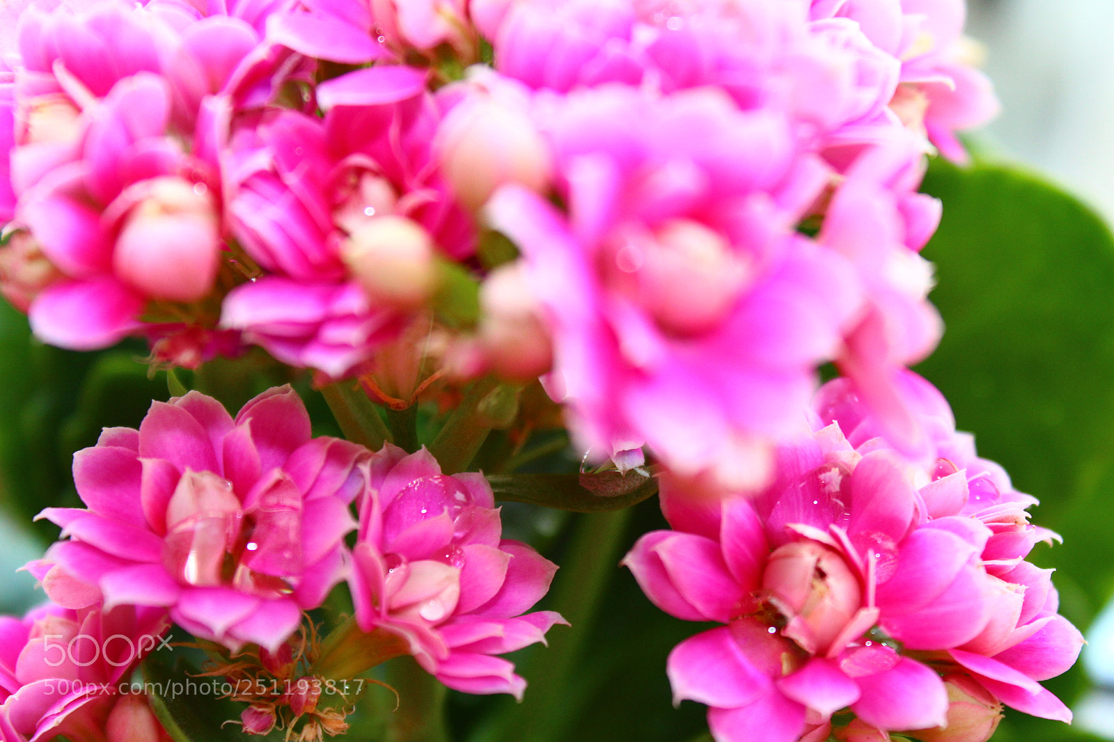 Canon EOS 1300D (EOS Rebel T6 / EOS Kiss X80) sample photo. In pink photography