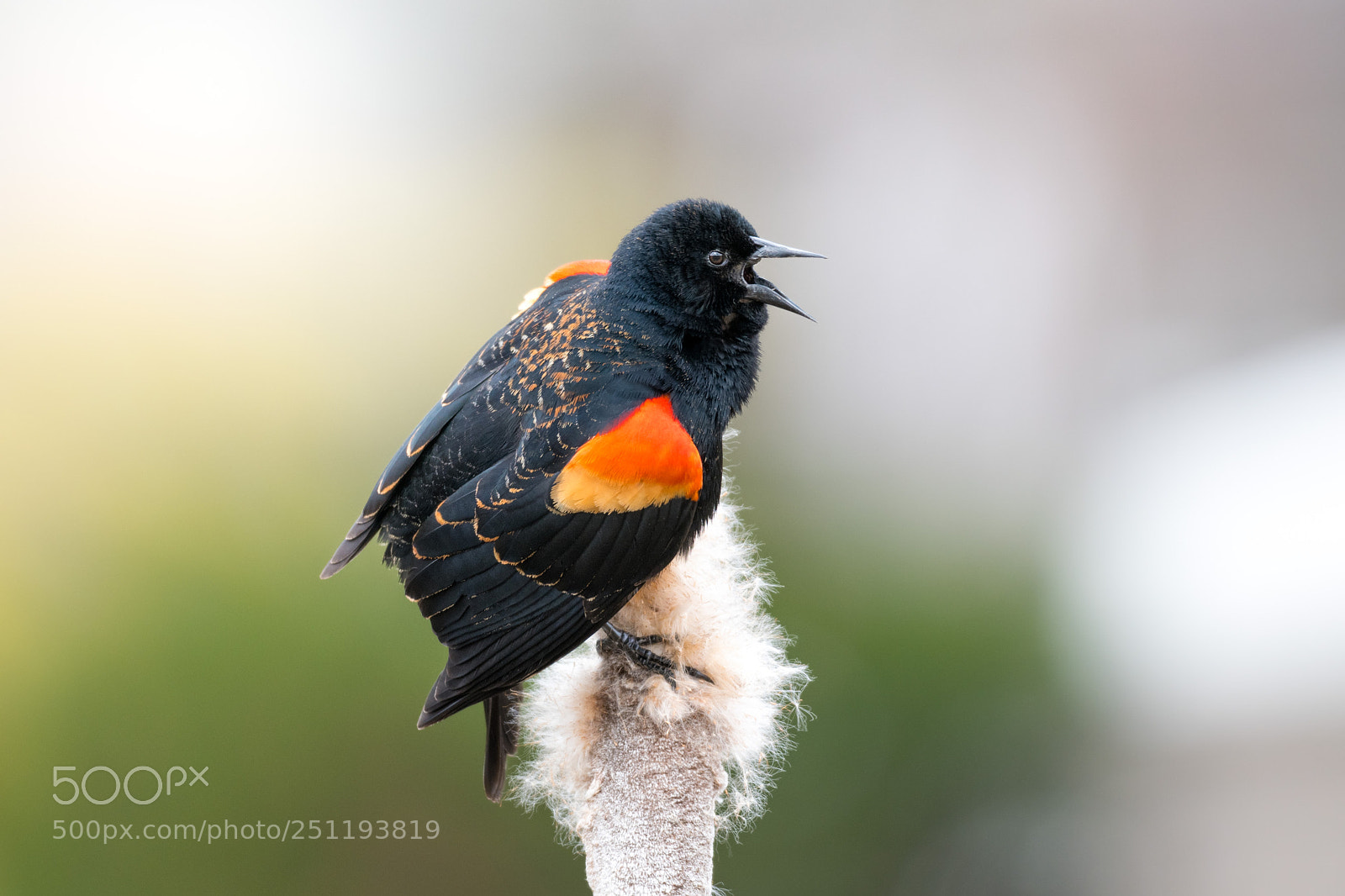 Nikon D850 sample photo. Squawking red wing blackbird photography