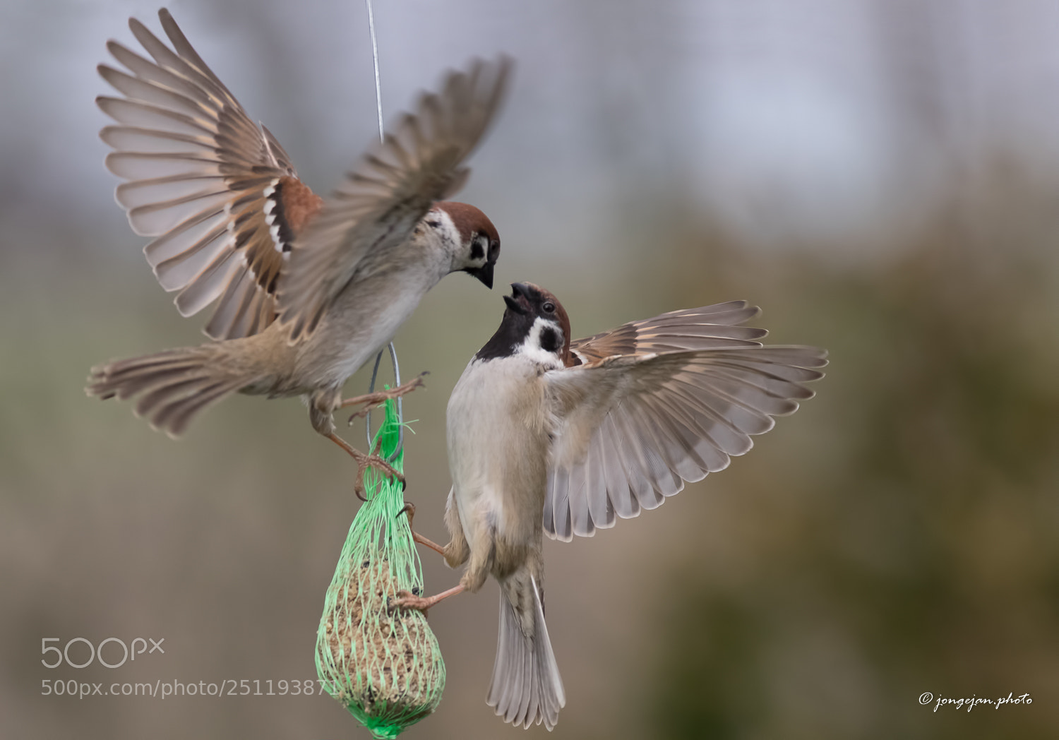 Pentax K-3 II sample photo. Tree sparrows having a photography