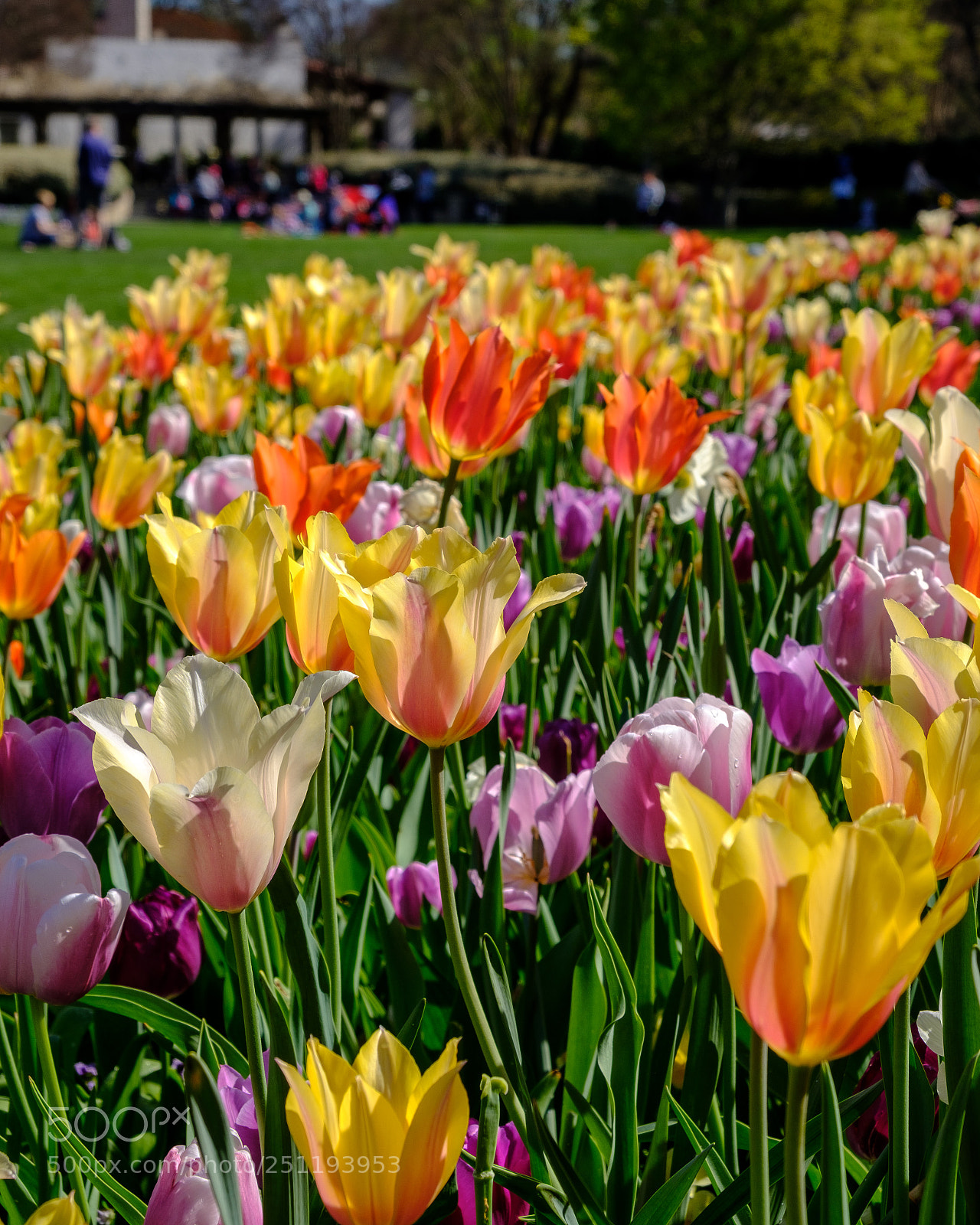 Fujifilm X-T2 sample photo. Spring day photography