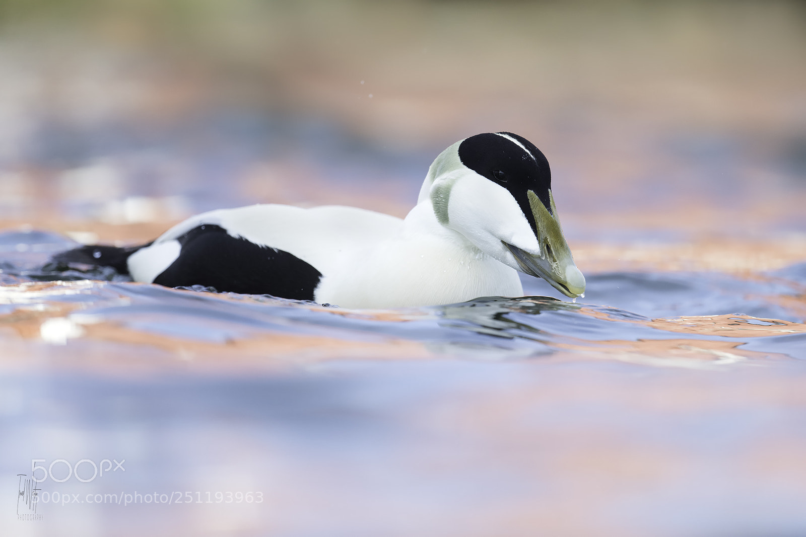 Nikon D850 sample photo. Common eider photography