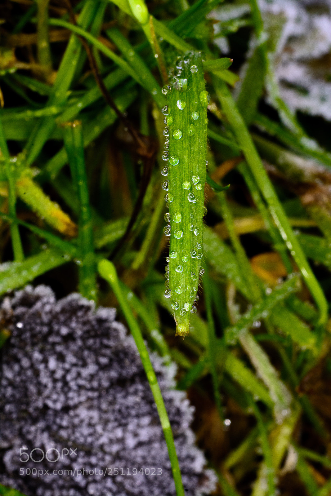 Nikon D7100 sample photo. Ice photography