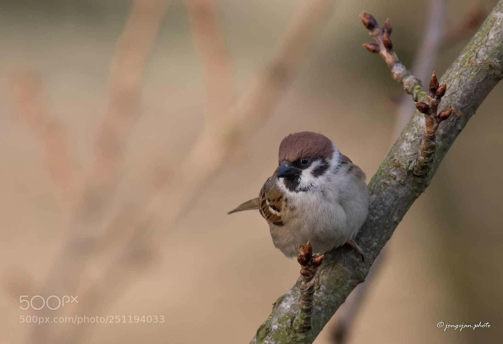 Pentax K-3 II sample photo. Tree sparrow photography