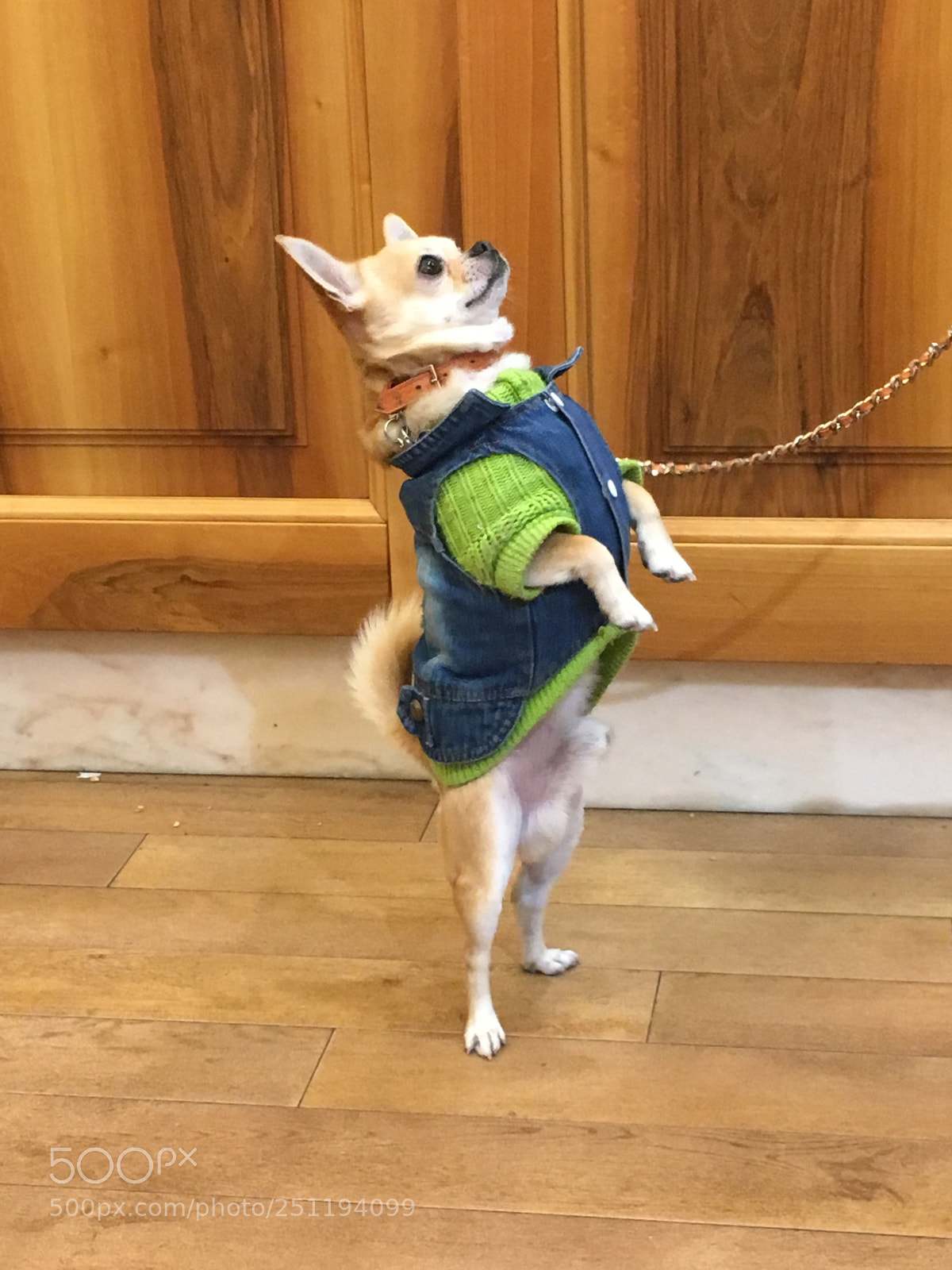 Apple iPhone 6s sample photo. Dog show photography