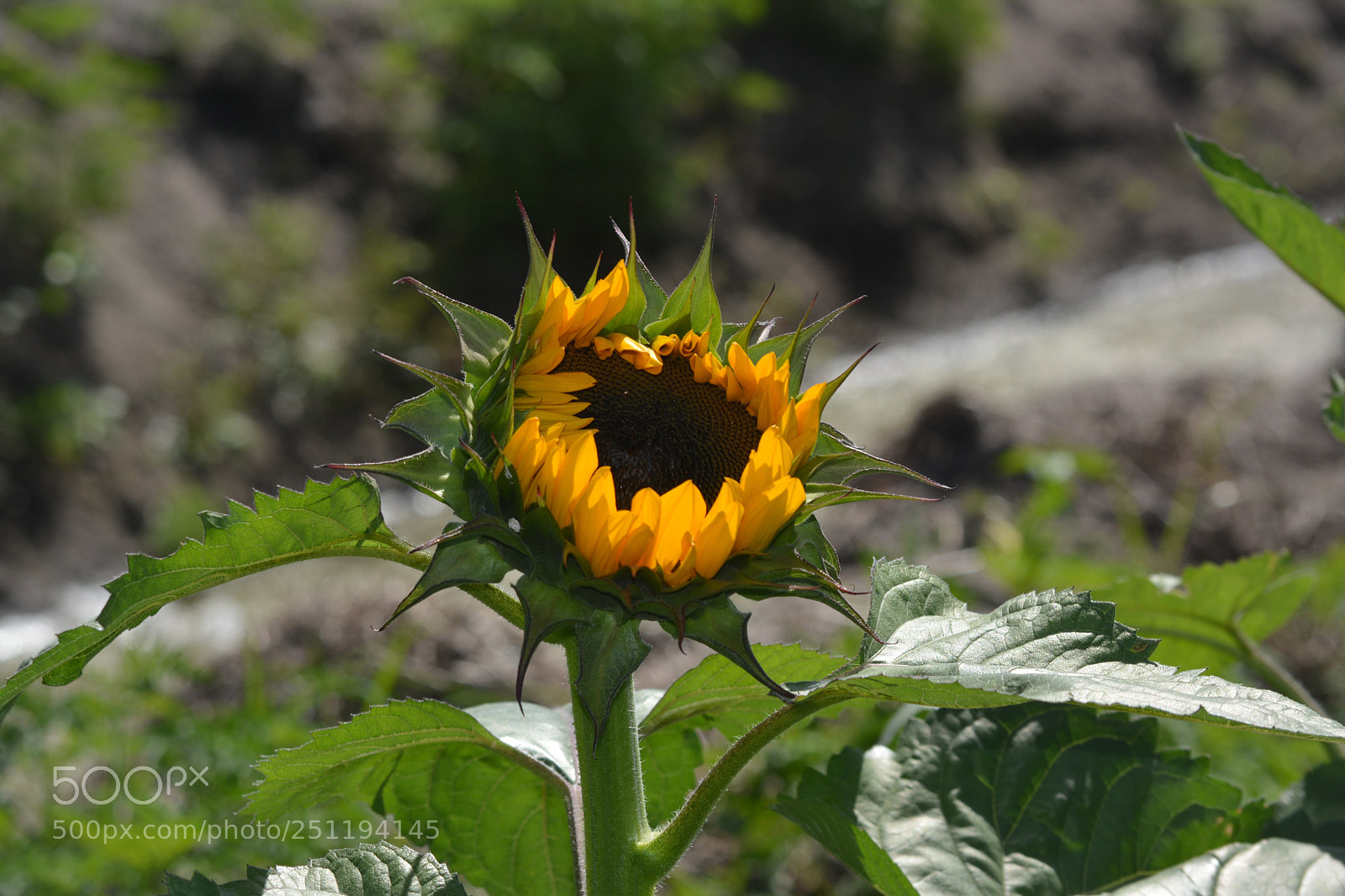 Nikon D5200 sample photo. Wake up sunshine! photography