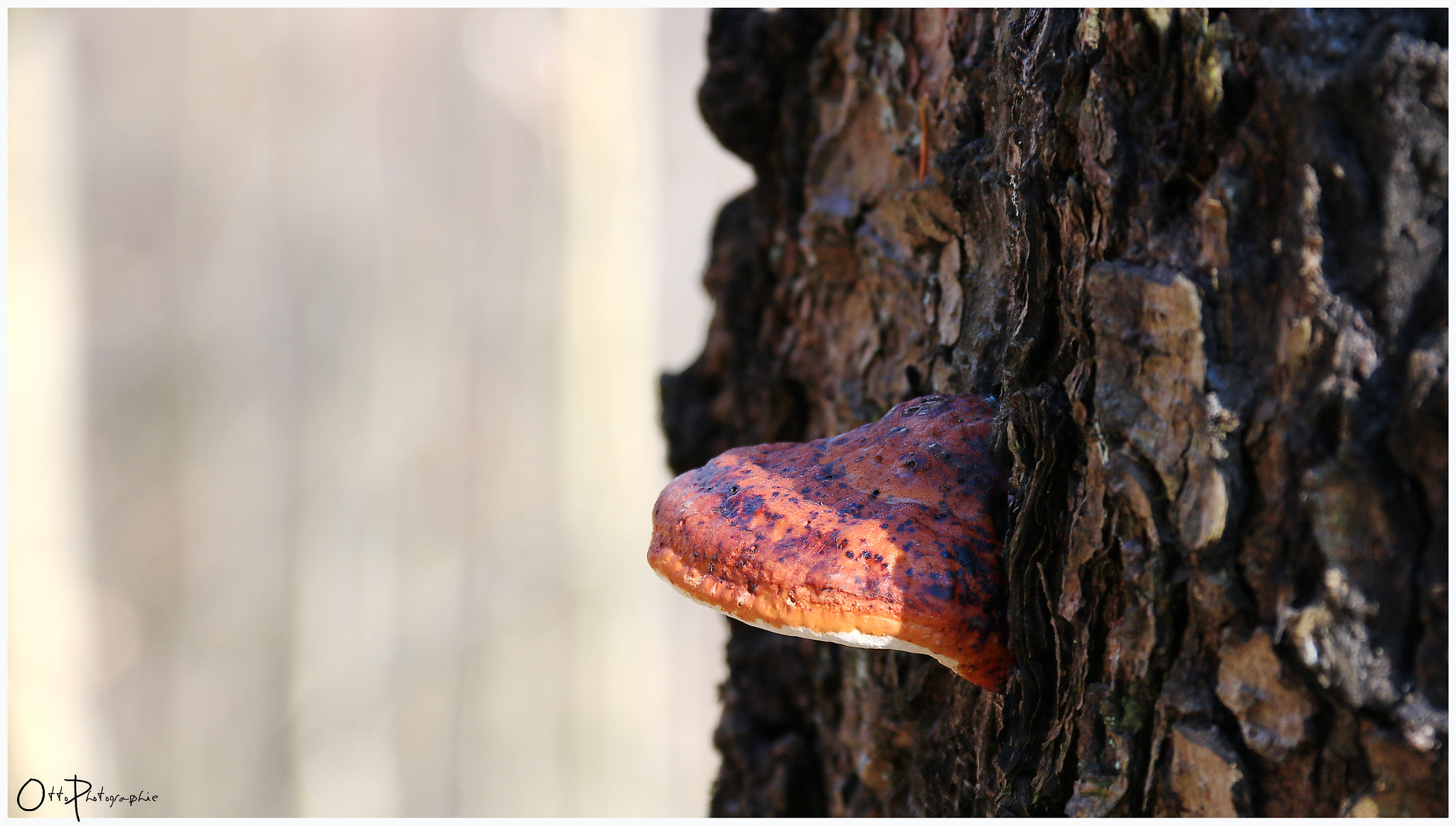 Canon EF-S 18-135mm F3.5-5.6 IS sample photo. Pilze photography