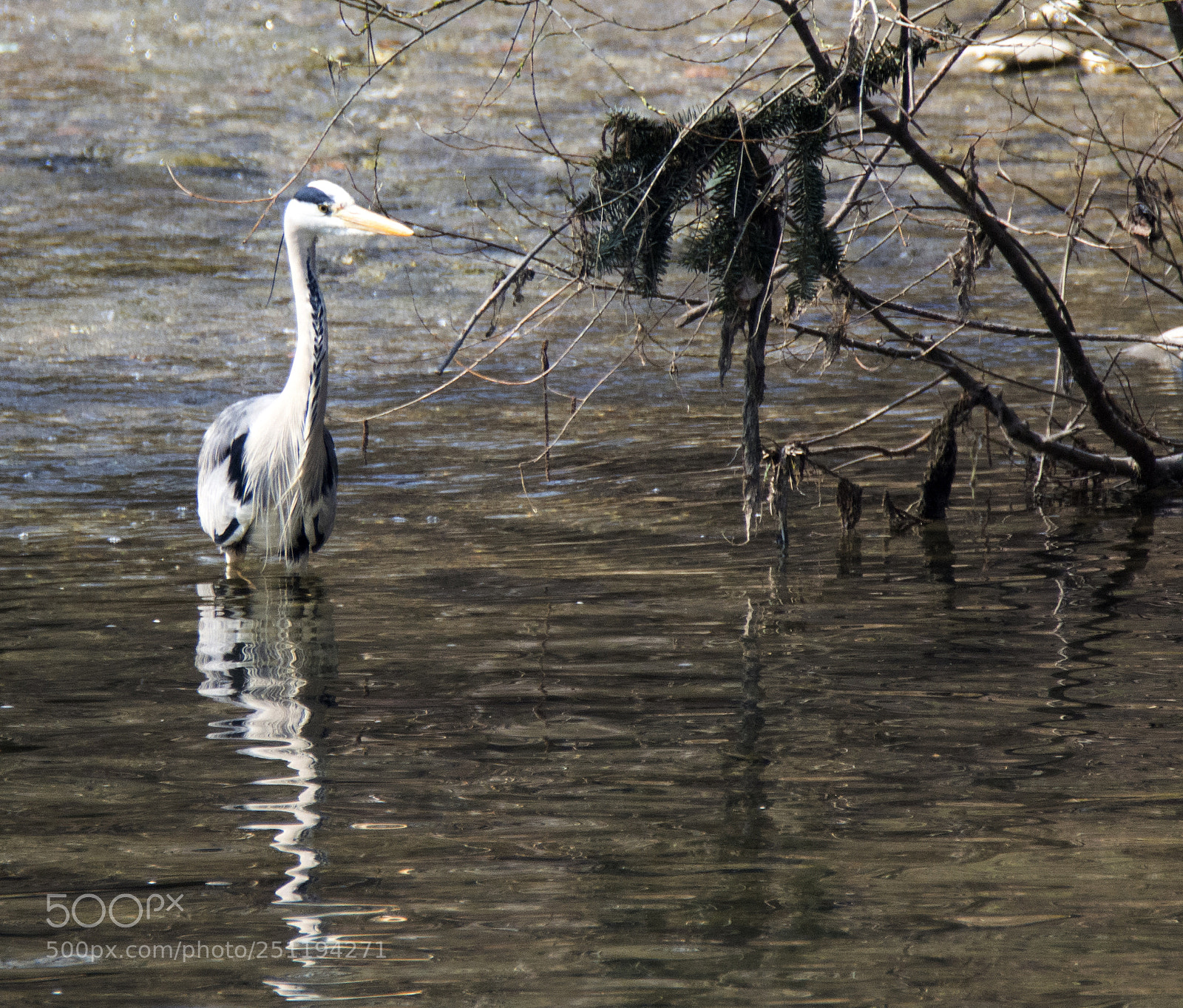 Nikon D7100 sample photo. Pediluvium photography