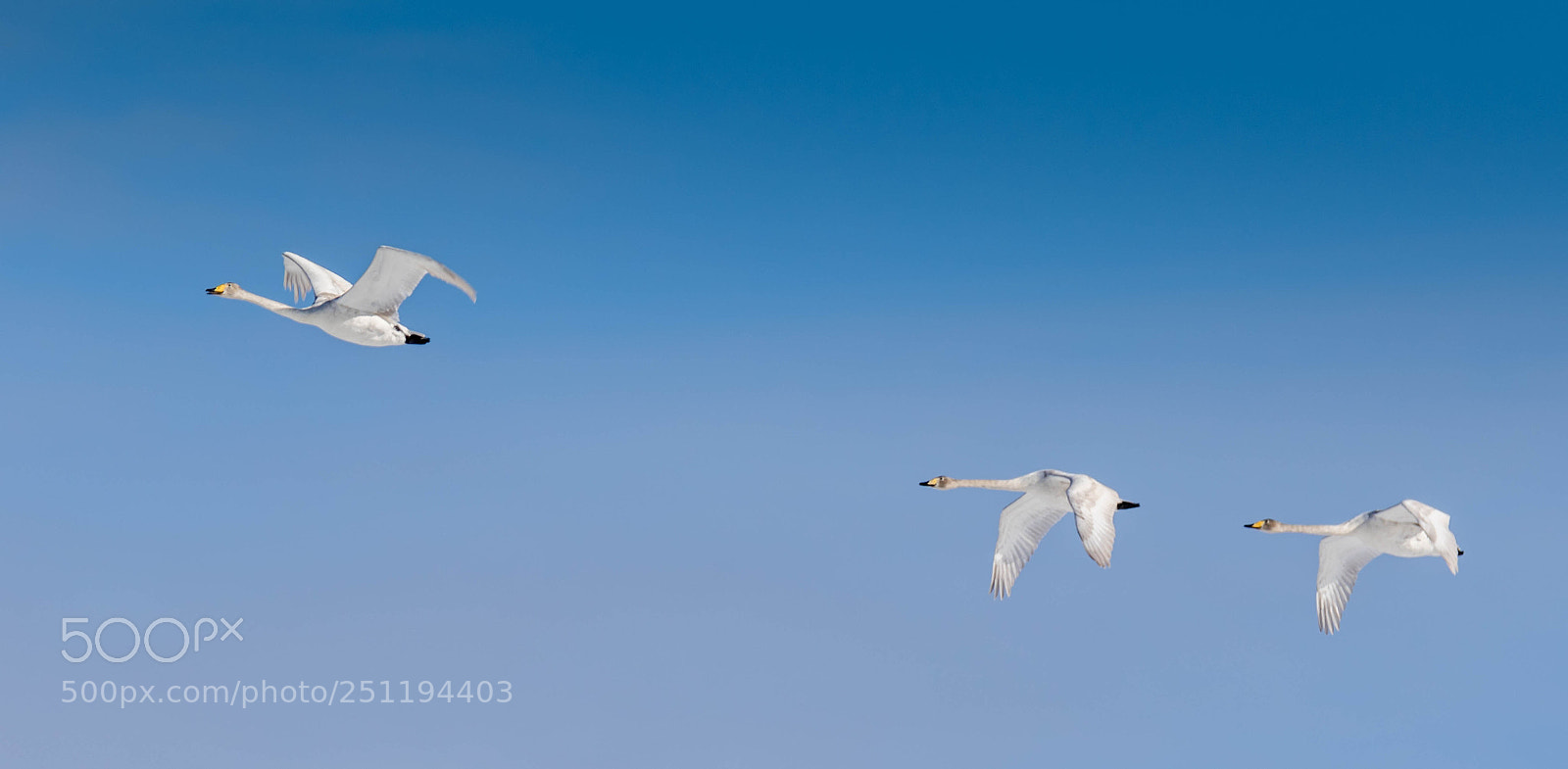 Canon EOS 7D Mark II sample photo. Swans photography