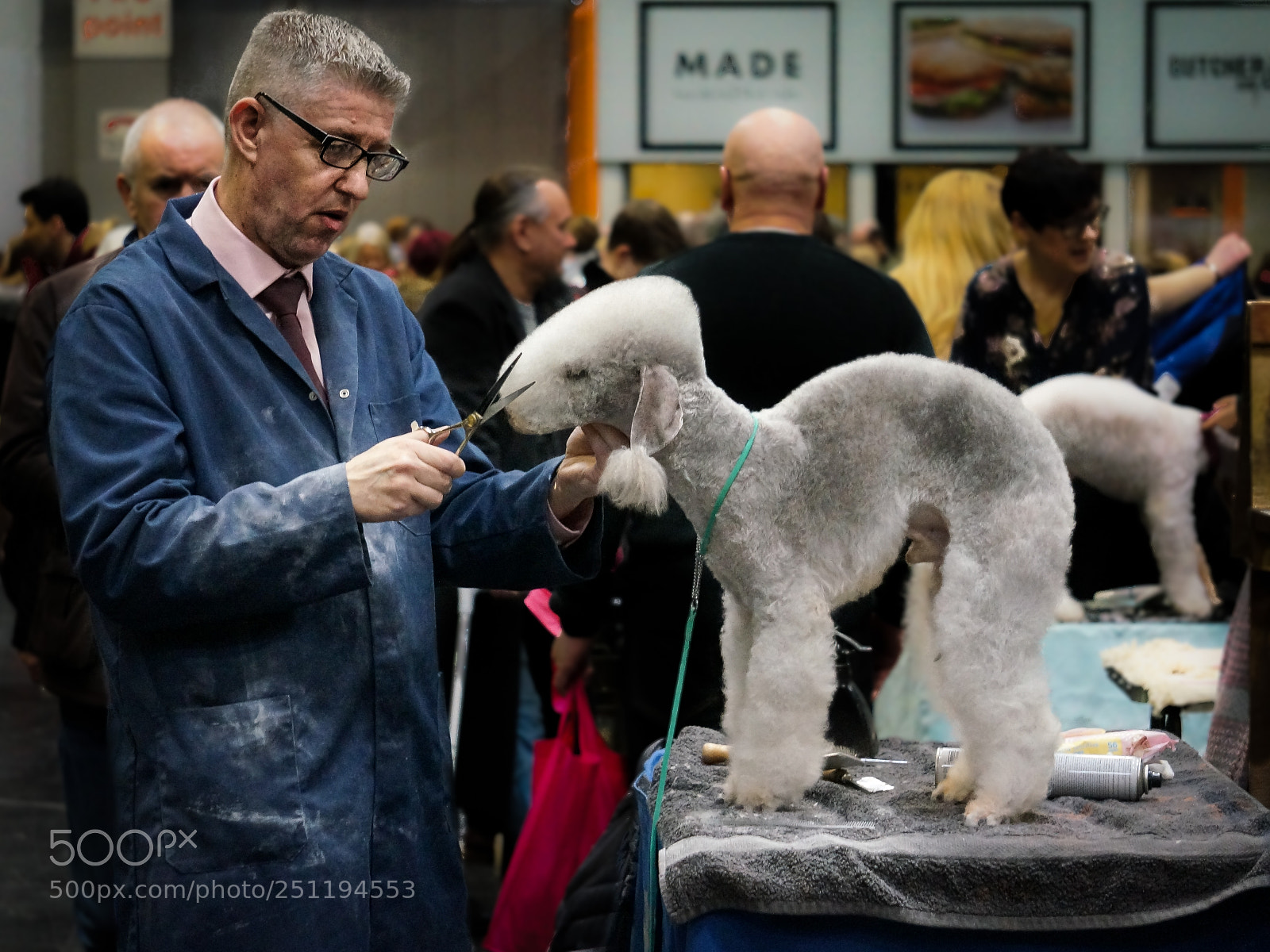 Sony Alpha NEX-5R sample photo. Crufts bedlington photography