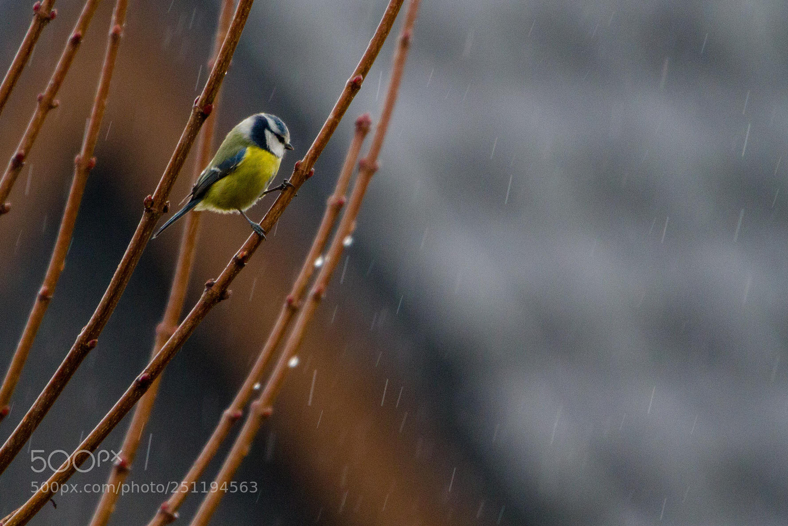 Canon EOS 7D sample photo. Meise regen photography