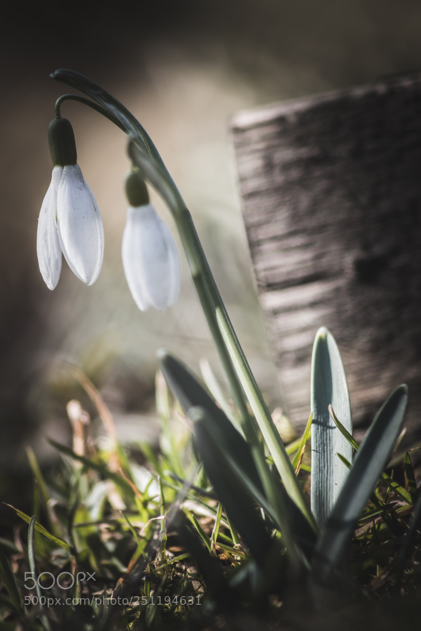 Canon EOS 800D (EOS Rebel T7i / EOS Kiss X9i) sample photo. Snowdrop variations photography