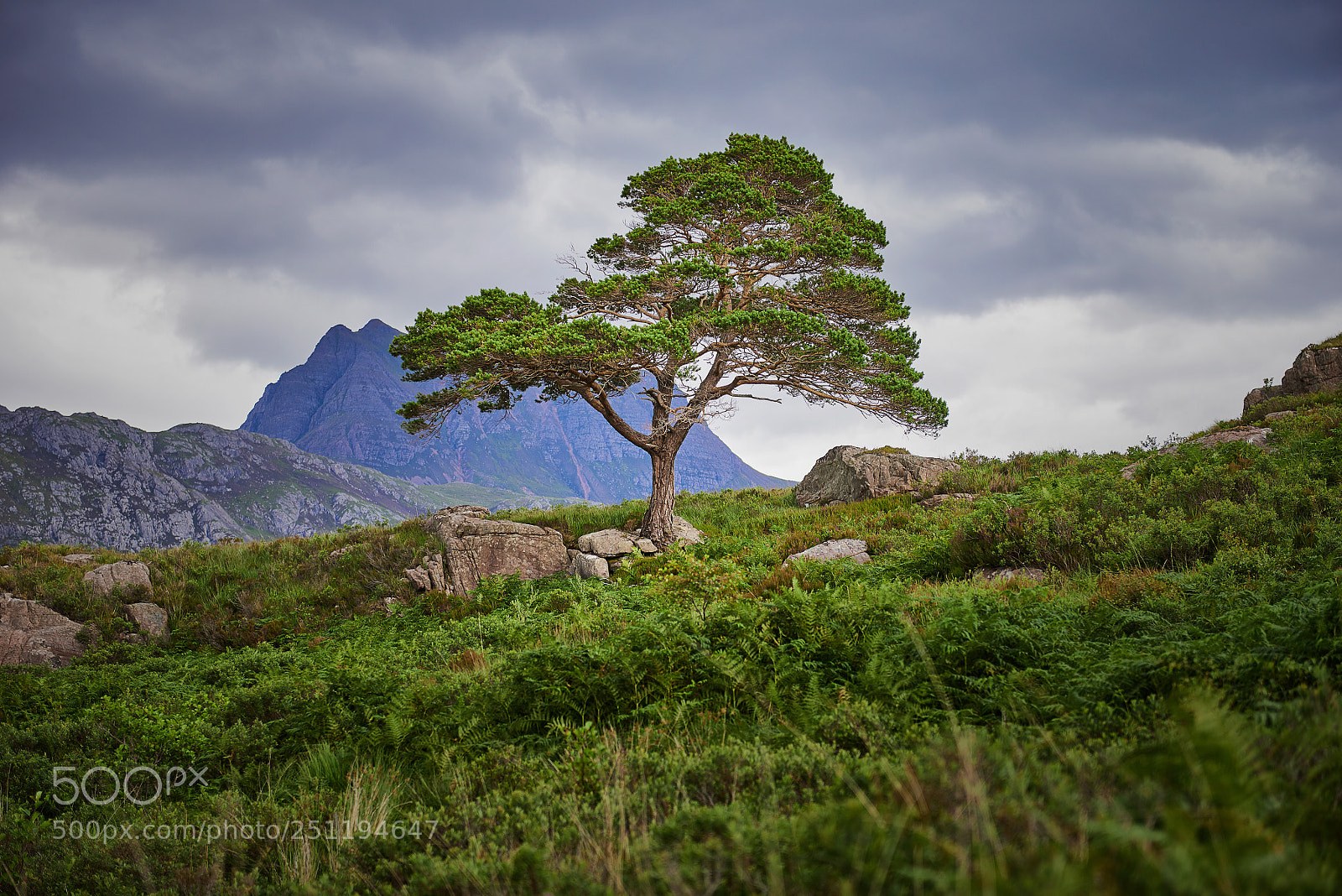 Nikon D800 sample photo. Caledonian pine photography