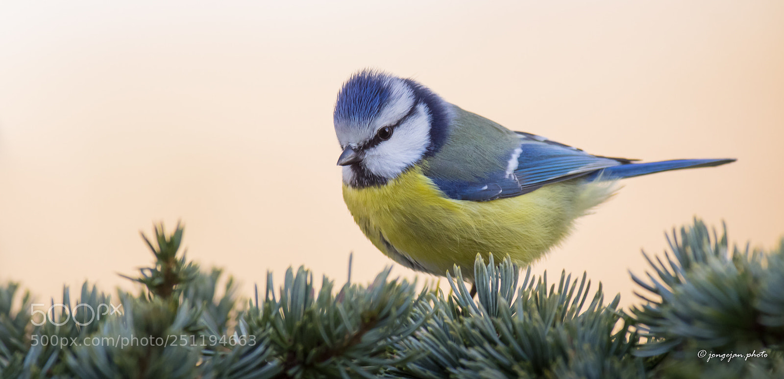 Pentax K-3 II sample photo. Blue tit photography